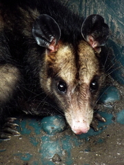 Didelphis aurita