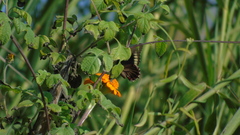 Battus polydamas polydamas