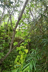 Amphicarpaea edgeworthii