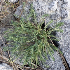 Euphorbia mesembryanthemifolia