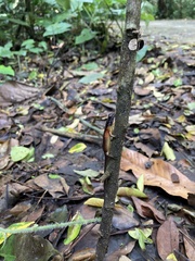 Parvoscincus abstrusus