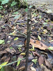 Parvoscincus abstrusus