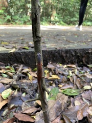 Parvoscincus abstrusus