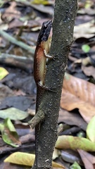 Parvoscincus abstrusus