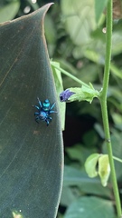 Thiania