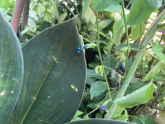 Thiania