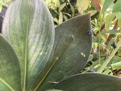 Thiania