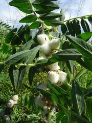 Astragalus sieversianus