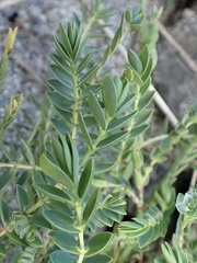 Euphorbia mesembryanthemifolia