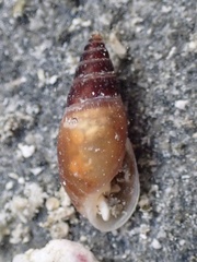 Mollusca