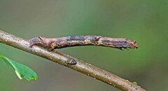 Ectropis crepuscularia