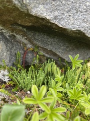 Diphasiastrum alpinum