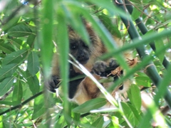Alouatta caraya