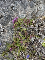 Thymus praecox britannicus