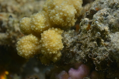 Acroporidae