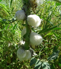 Astragalus sieversianus