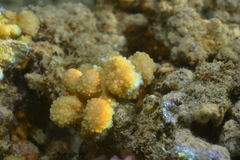Acroporidae