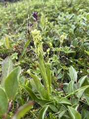 Platanthera hyperborea