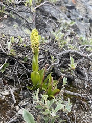 Pseudorchis straminea