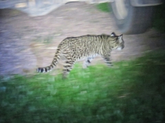 Leopardus geoffroyi