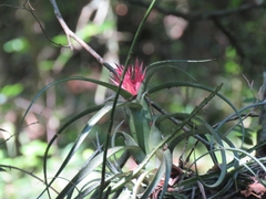 Aechmea recurvata