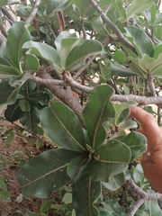 Adenium multiflorum