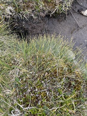 Trichophorum cespitosum