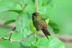 Heliodoxa rubricauda