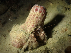 Calliactis parasitica