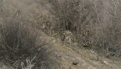 Carduelis carduelis