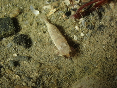 Philocheras sculptus