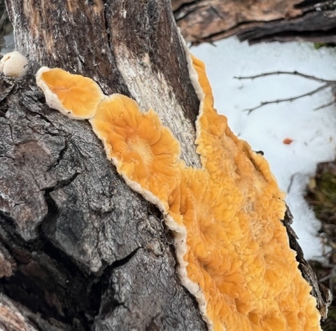 Pseudomerulius aureus · November 2022 · photo: © arneholgersson (iNaturalist, cc0)