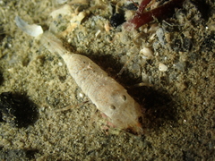 Philocheras sculptus