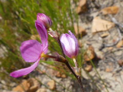 Ixia stricta
