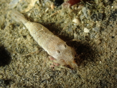 Philocheras sculptus