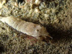 Philocheras sculptus