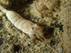 Philocheras sculptus