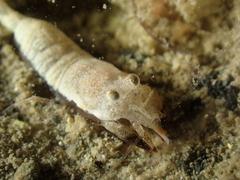 Philocheras sculptus