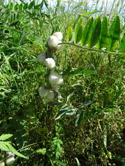 Astragalus sieversianus