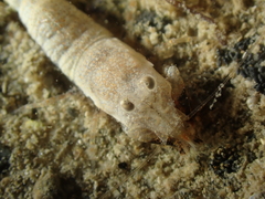 Philocheras sculptus