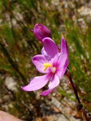 Ixia stricta