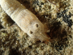 Philocheras sculptus