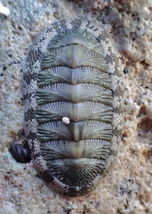 Chiton tuberculatus