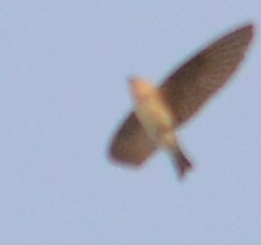 Hirundinidae