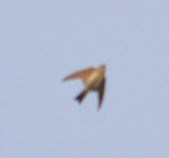 Hirundinidae