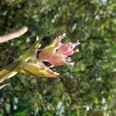 Tillandsia biflora
