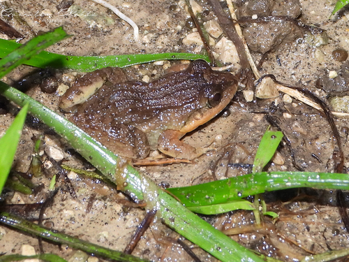 Leptodactylus image