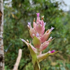 Tillandsia biflora