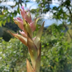 Tillandsia biflora
