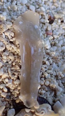 Notocomplana ferruginea